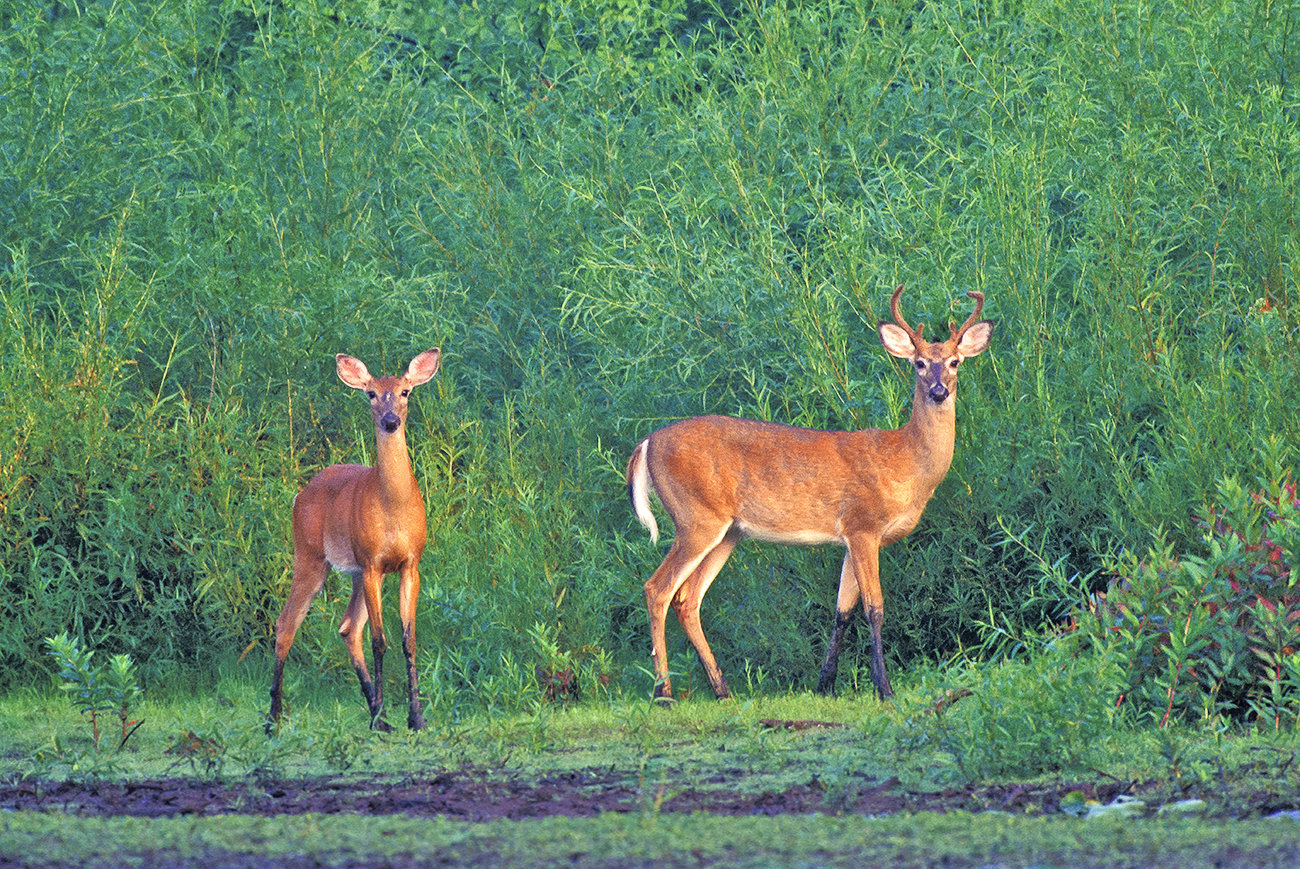 Buck & Doe 15.8 X 10.4 v2.jpg