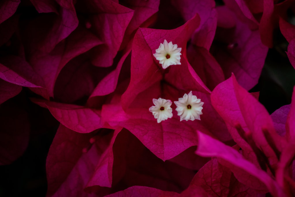 DSC_3890.jpg