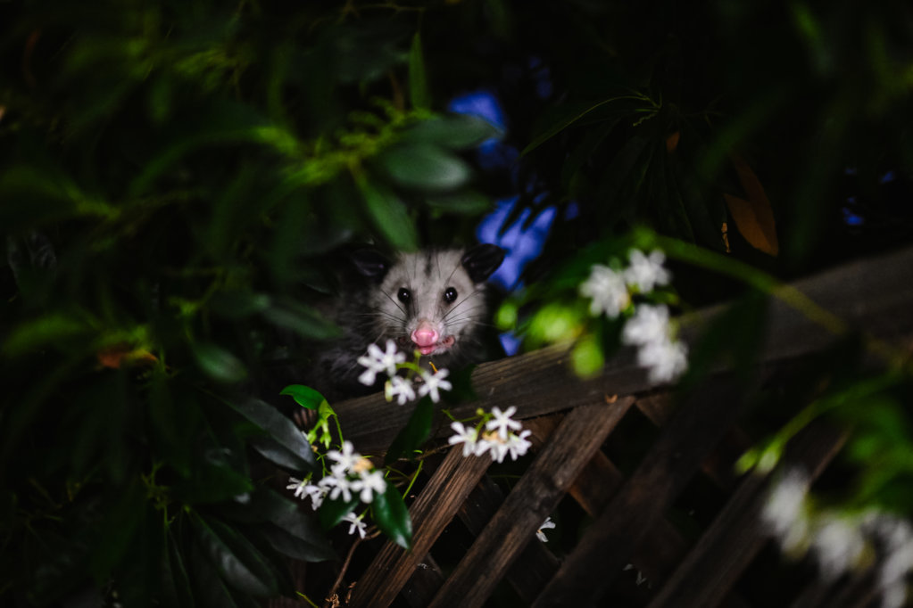 DSC_5132.jpg