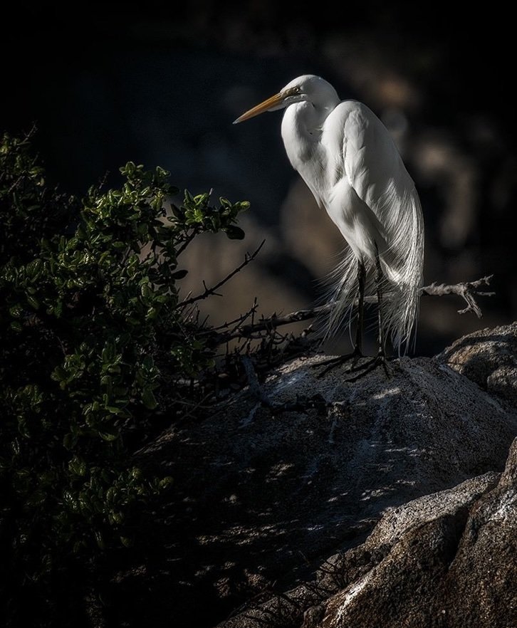 Egret.jpg