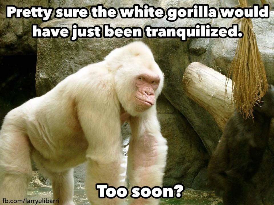 Gorilla_white.jpg