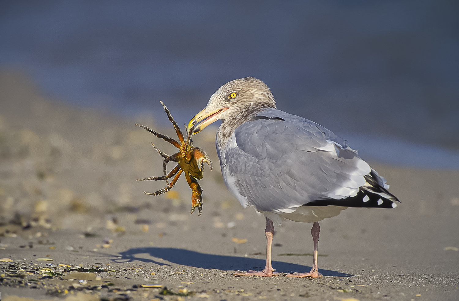 Gull w crab 10 x 16.jpg