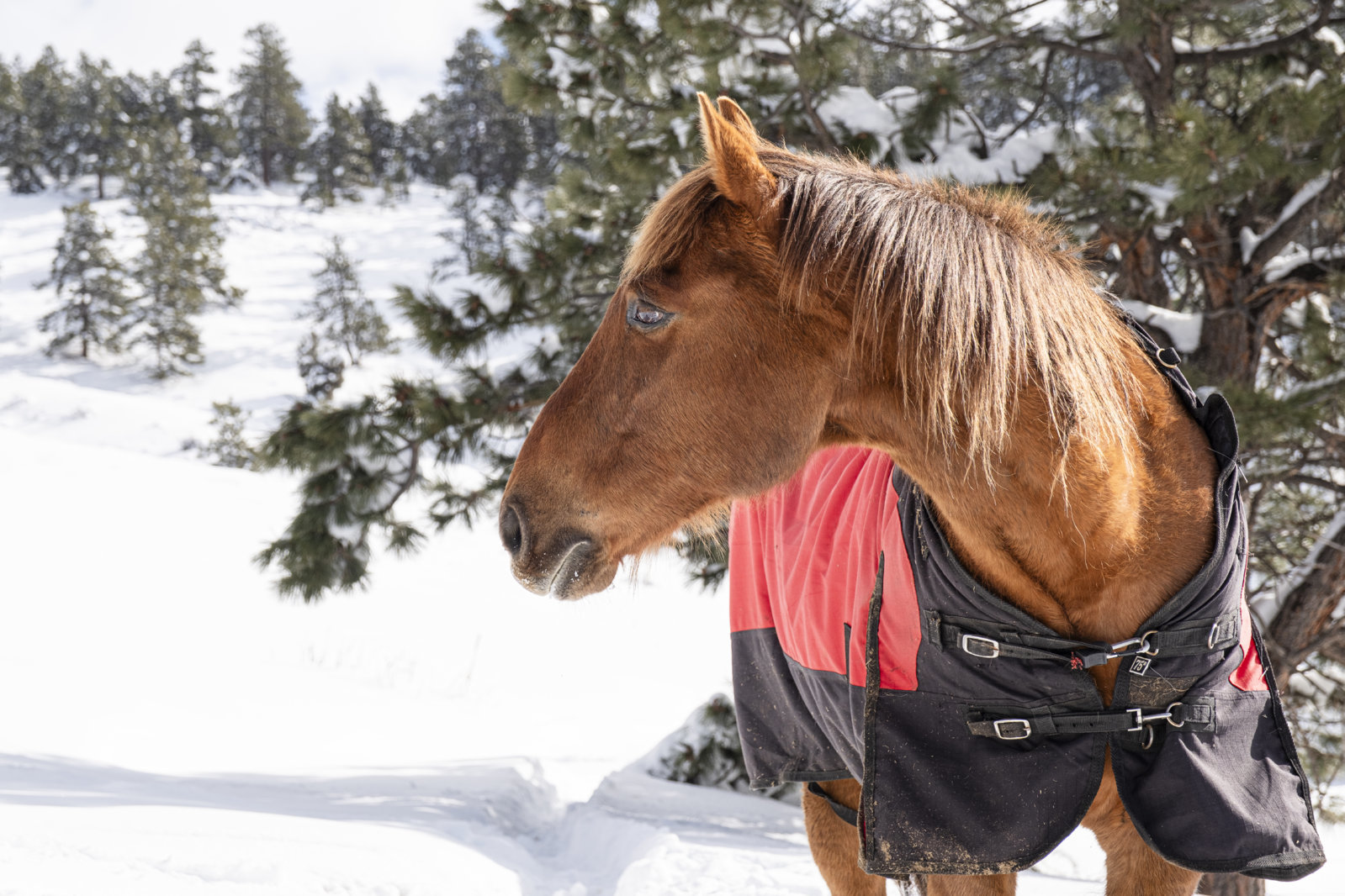 horse_snow_winter.jpg