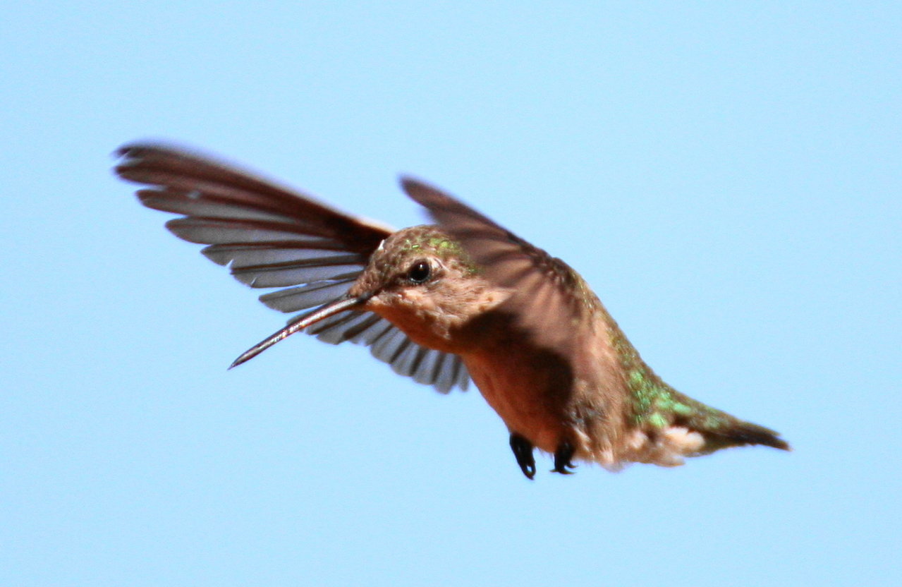 Hummingbirds 5 Try Tamron ok bright better.jpg