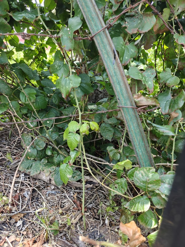 IMG20250625141933.jpg