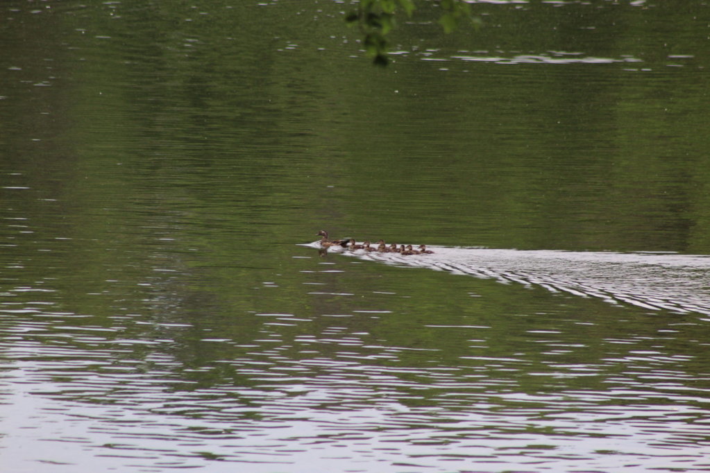 IMG_1690.jpg