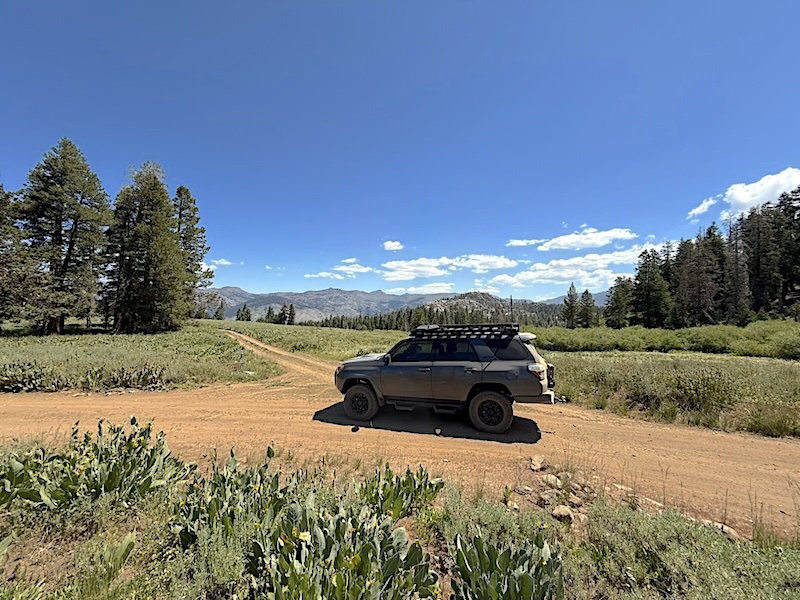 meadow1.jpg