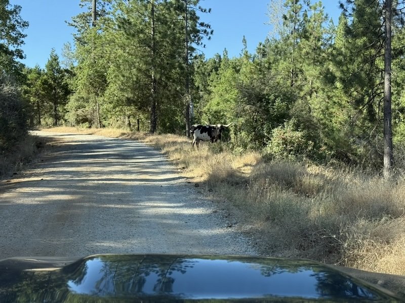 Moo.jpg