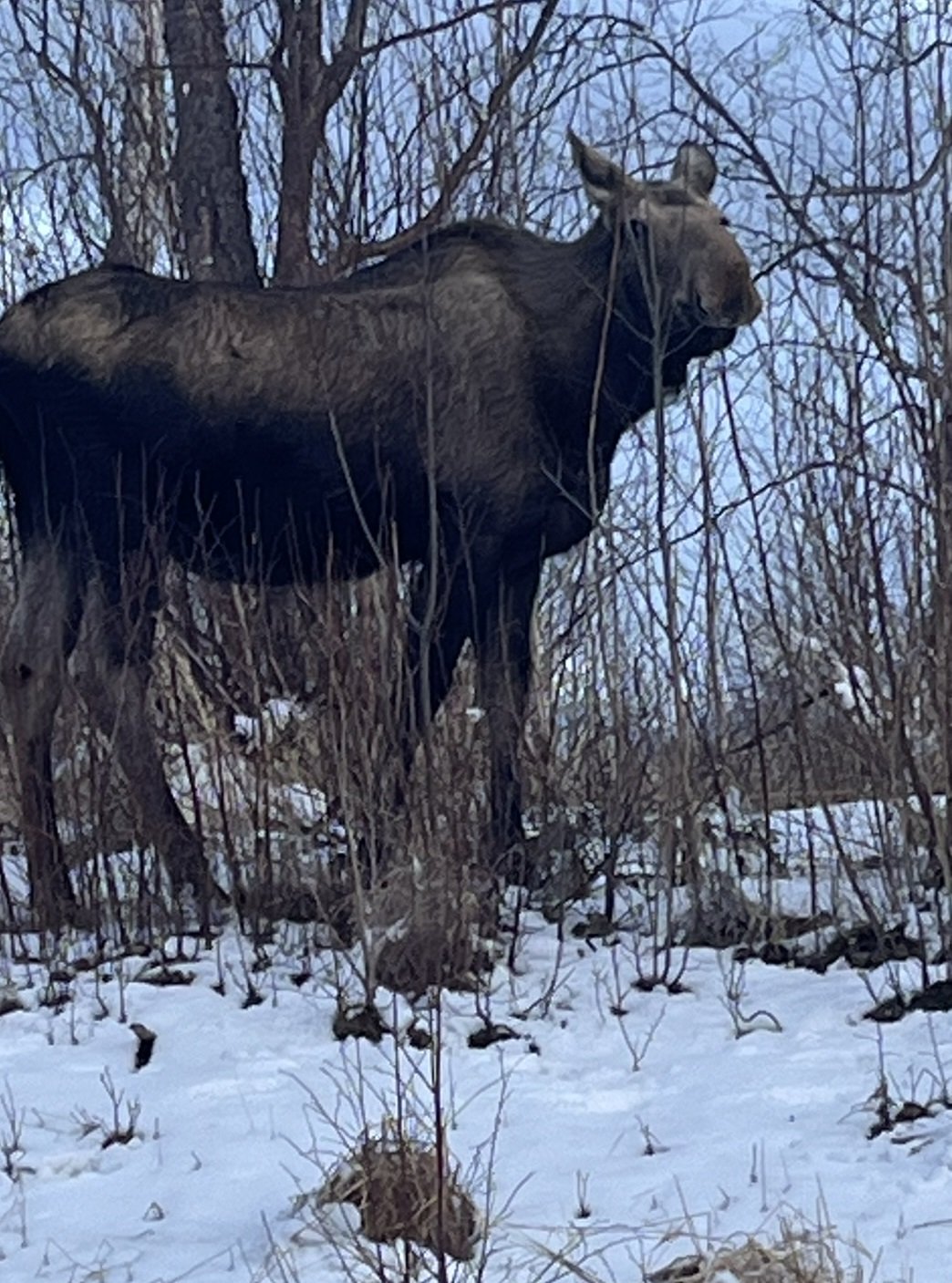 Moose in the yard.jpg