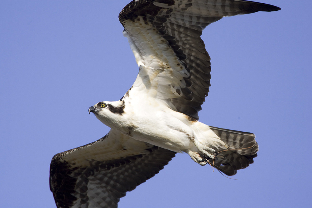 Osprey_Mark-Buckler_adj.jpg