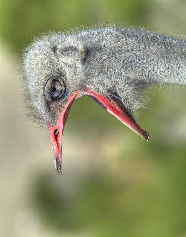 ostrich-with-mouth-open-robert-jensen.jpg