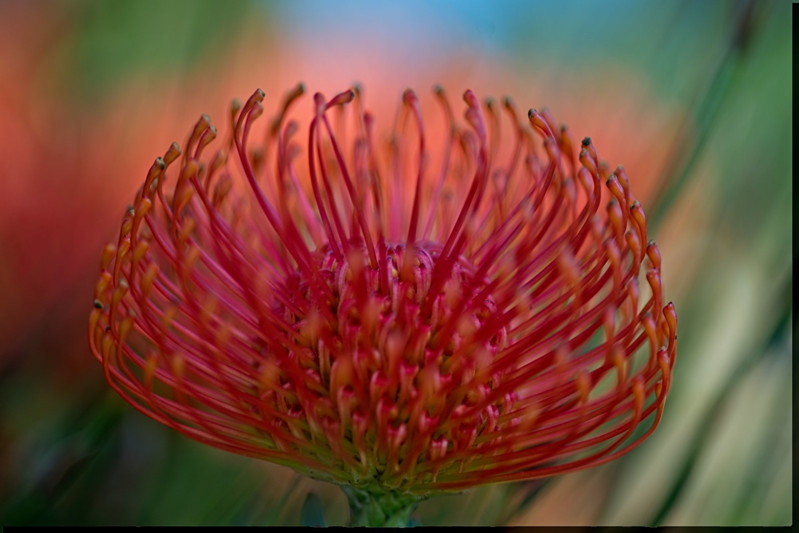 Pincushion_Leucospermum.jpg