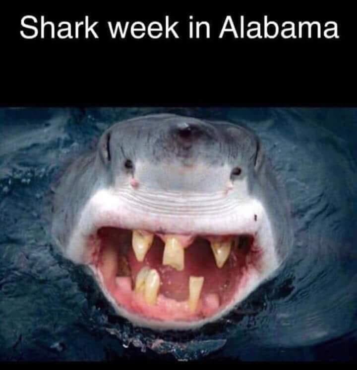 Shark wk in AL.jpg