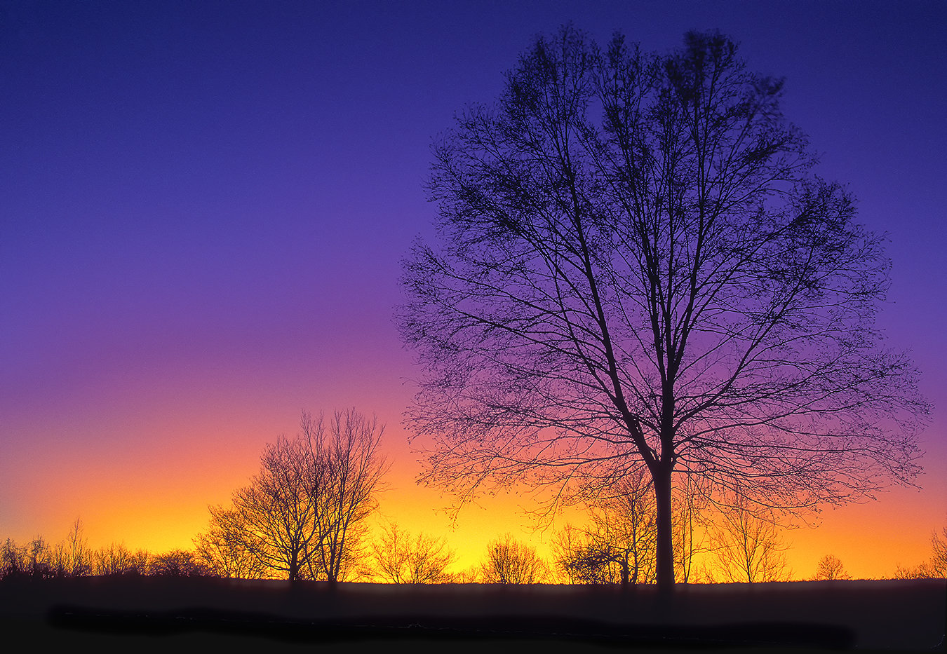 Tree & Skylands Sunset 3.jpg