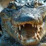 Gator
