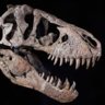 RexRunner