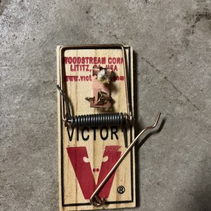 Mousetrap