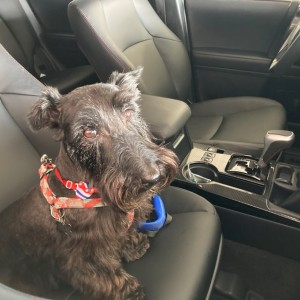 Dog On Pickup Day Ready To Go