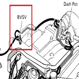 BVSV Identification